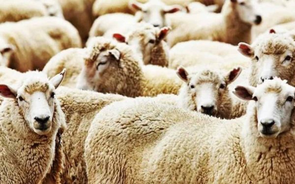 İBB Kurbanlık Yardım Başvurusu Yap (Form Nasıl Doldurulur?) 2024